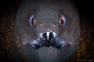 Moray portrait by Kelvin H.y. Tan 